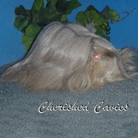Cherished Moonshadow