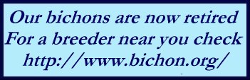 Bichon Frise Club of America website