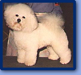 Toto at show-1 year old