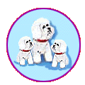 Bichon Family